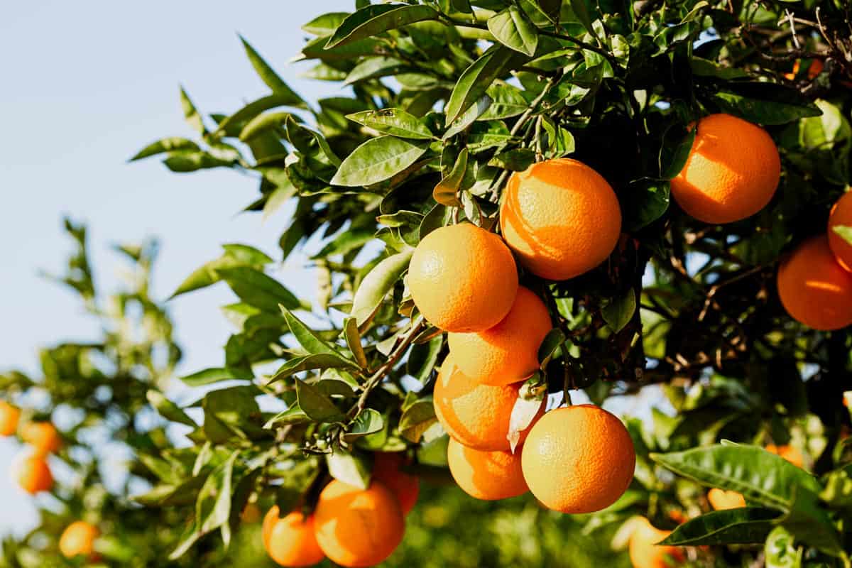 Trees with oranges.