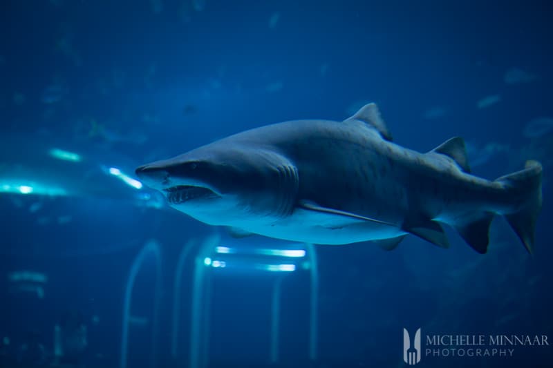 A close up of a shark 